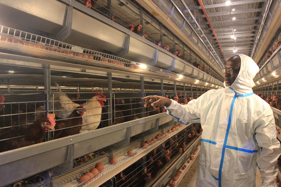 China Henan Silver Star Poultry Equipment Co.,LTD Bedrijfsprofiel