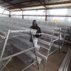 10000 Layers New Design Layer Hen Cage Battery Cage Eggs