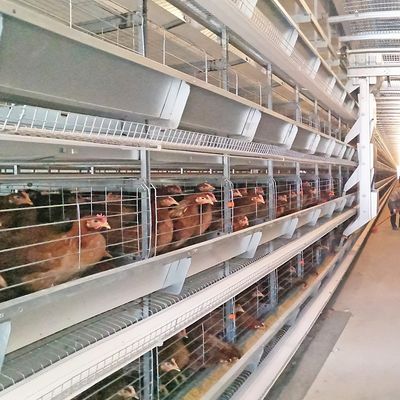 A specialized layer battery cage for poultry farms, housing chickens for laying hen operations.