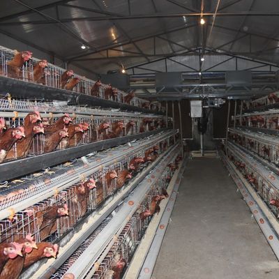 Galvanized Battery Cage System For Egg-laying Hens