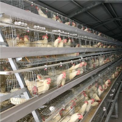 Galvanized Battery Cage System For Egg-laying Hens
