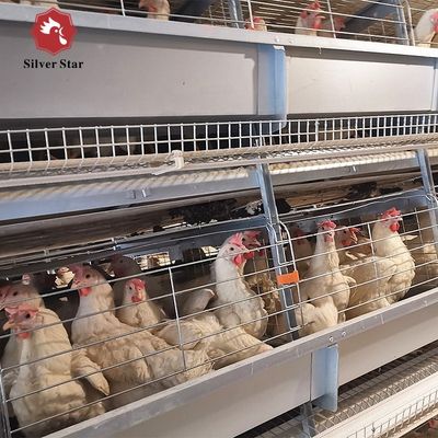 Multi-Tier H-Type Battery Cage System for Layer Hens Egg Production