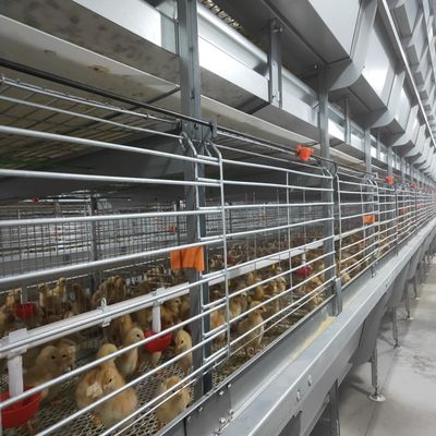 Automated H-Type Broiler Battery Cage System with Hot-Dip Galvanized Steel for High-Density Poultry Farming
