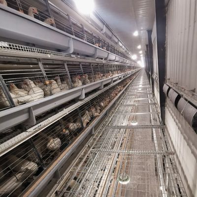The Laying Hens Are Housed In Hot Galvanized Battery Cages Within The Poultry Farm House.