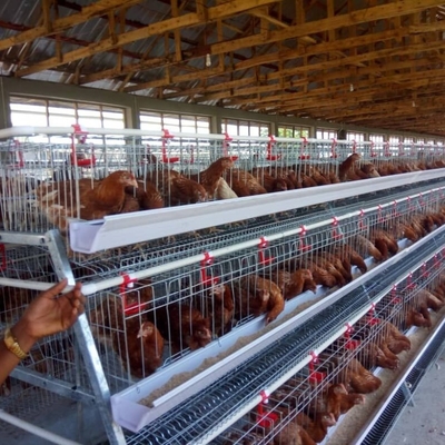 A Type Full Automatic Layer Chicken Cage 4 Layers / Cell