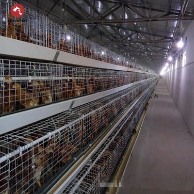 Automated H-Type Broiler Chicken Cage System with Hot-dip Galvanized Steel for High-Density Farming