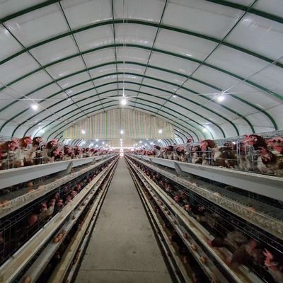 H-Type Automatic Layer Battery Cage System 15-20 Year Service Life Fully Automated Hot-Dip Galvanized for Poultry Farming