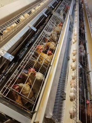 A Type Layer Battery Chicken Cage System In Poultry Farm Big Capacity