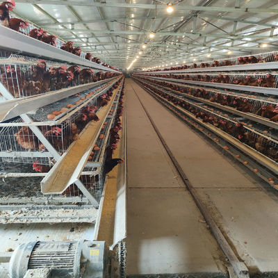 Cost-Effective A-Type Layer Battery Cage System with Excellent Ventilation for 3-Tier/4-Tier Poultry Farms