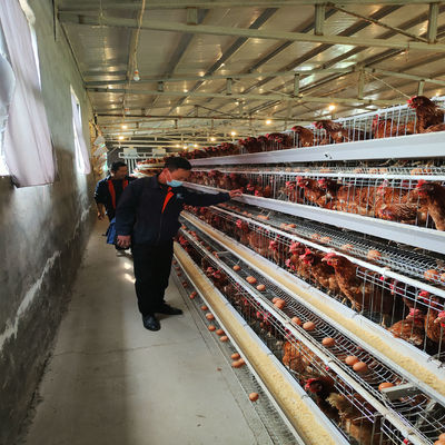 A specialized layer battery cage for poultry farms, housing chickens for laying hen operations.