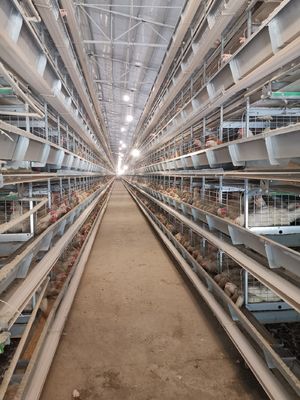 1950×2300×1500 Galvanized Automatic A Type Layer Cage Egg Chicken Poultry Farm Automatic Breeding System
