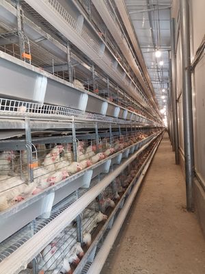 The Laying Hens Are Housed In Hot Galvanized Battery Cages Within The Poultry Farm House.