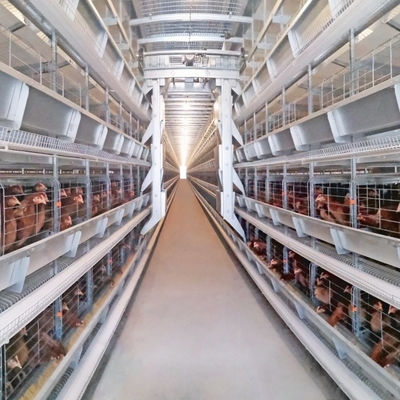 90-160 Birds H Type Chicken Cage Poultry Farming Design