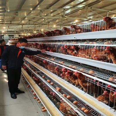 Cost-Effective A-Type Layer Battery Cage System with Excellent Ventilation for 3-Tier/4-Tier Poultry Farms