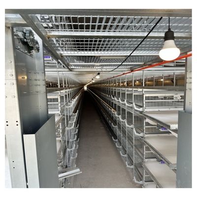 Layer Cages Poultry Farm Battery Cages Chickens Automatic Layer Chicken Cage For 20000 Birds