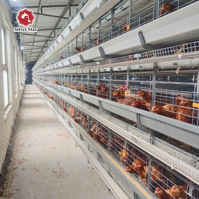 Hot-Dip Galvanized Fully Automated 3-8 Tier Layer Cage with Automatic Egg Collection System