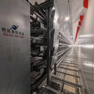 Hot-Dip Galvanized Fully Automated 3-8 Tier Layer Cage with Automatic Egg Collection System