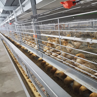 380V 50HZ Automatic Broiler Equipment For Chicken House, SONCAP Certified