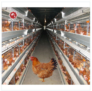 1950×2300×2000 Battery Egg Layer Cage Farming Equipment And Egg Collection Disinfection System