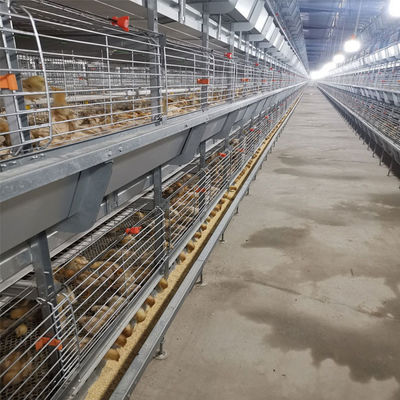 Automatic H-Type Baby Chick Cage System with Galvanized Steel and 100-300 Chickens/set Capacity