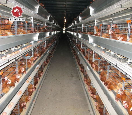 Automatisch H-type broilerbatterijkooien systeem voor commerciële kippenboerderijen met warm gegalvaniseerd 3-8 niveaus