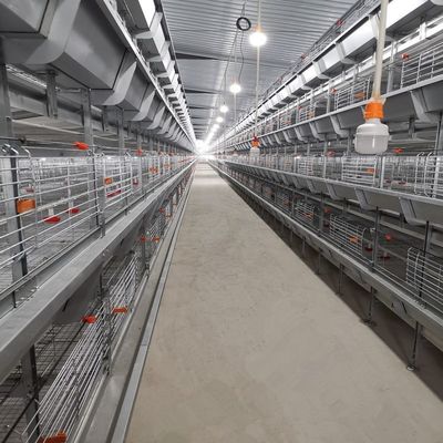 Automated H-Type Broiler Chicken Cage System with Hot-dip Galvanized Steel for High-Density Farming
