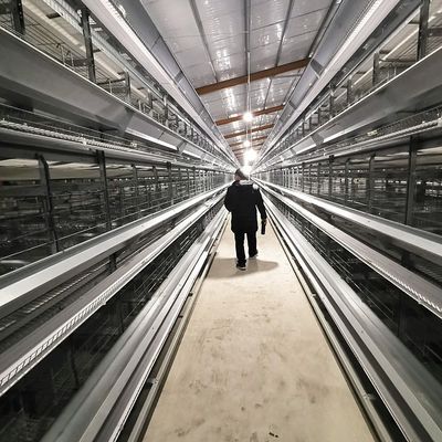 Galvanized Poultry Hen Chicken Cage And Water System For 10000 Birds Poultry Farm Design Layout