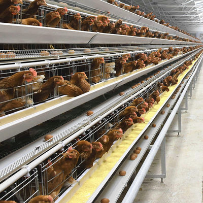 A-type laag kippenkooi systeem met 3-niveaus capaciteit, warm gegalvaniseerd staal en automatische voeding voor pluimveehouderijen