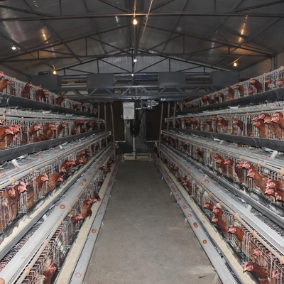 Egg Layer Farming Equipment A Type Fully Automatic Battery Chicken Poultry Cage