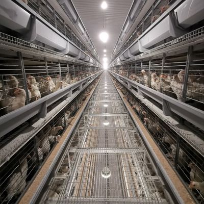 Fabrieksdirect H-type Broiler Battery Cage System met warmdip galvanisatie, zachte plastic matten en geautomatiseerde mestreiniging voor commerciële vleeskippenboerderijen