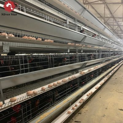 H-type laagkooi met warm galvaniseren en automatisch voeden voor grote pluimveehouderijprojecten