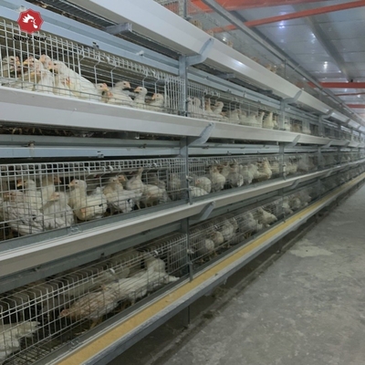 Coop Broiler Battery Chicken Cage Automatic Poultry Farm H Type 3 Tiers 4 Tiers