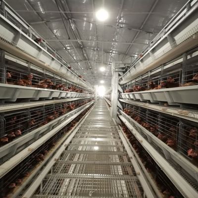 Batterijkooisysteem voor legkippen Leverancier van pluimveehouderijapparatuur