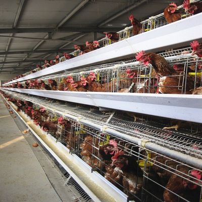 3-Laags / 4-Laags A-Type Legkippenkooi met Automatische Voeding & Eierverzameling | Thermisch Verzinkt Staal voor Lange Levensduur