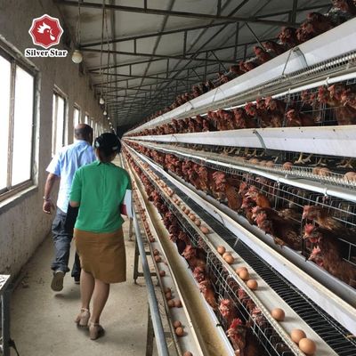 Galvanized Poultry Hen Chicken Cage And Water System For 10000 Birds Poultry Farm Design Layout