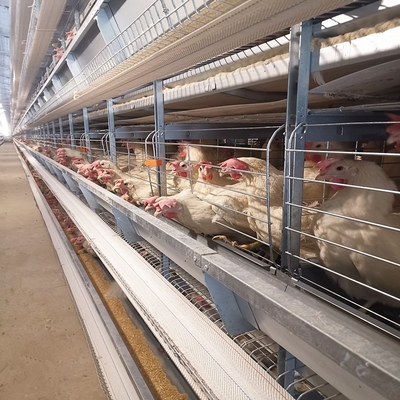Automatic H Type Layer Chicken Cage Poultry Farming Laying Hens Cage