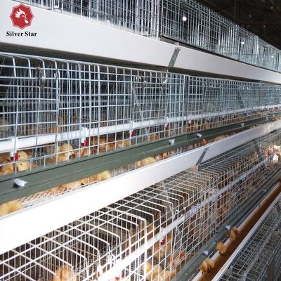 H-type geautomatiseerd broilerkooiensysteem voor commerciële pluimveehouderijen