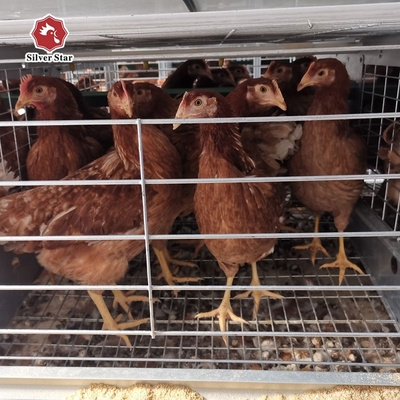 Full Automatic Laying Chicken Cages Egg Layer Cage For Africa Poultry Hens Farms