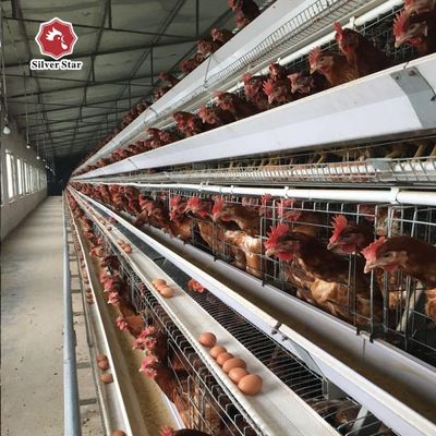 A-type laag kippenkooi systeem met 3-/4-niveaus ontwerp, automatische voeding en ei-verzameling, warm gegalvaniseerd staal voor pluimveebedrijven