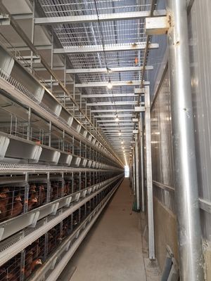 1950×2300×1500 Galvanized Automatic A Type Layer Cage Egg Chicken Poultry Farm Automatic Breeding System
