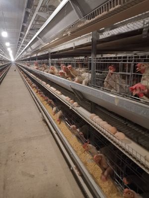 1950×2300×1500 Automatic A Type H Type Poultry Farming Chicken Cage For Layer Equipment