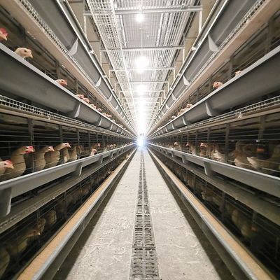 1950×2300×2000 Battery Egg Layer Cage Farming Equipment And Egg Collection Disinfection System
