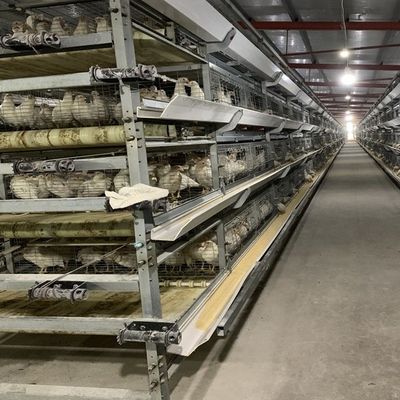 Fully Automatic H-Type Broiler Cage System for High-Density Rearing with Hot-Dip Galvanized Frame