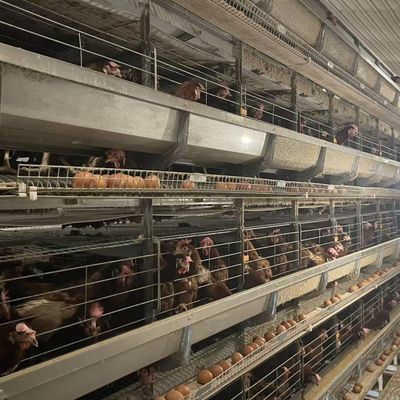Standaard laag kippenkooi voor optimaal ruimtegebruik en duurzame pluimveehouderij