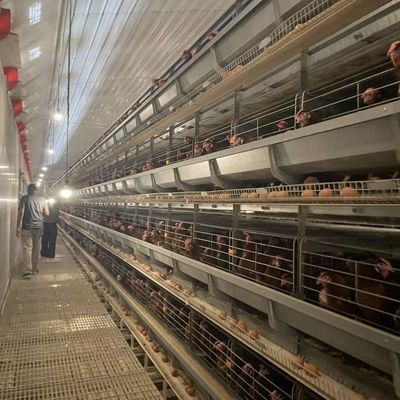 H-Type Automatisch Laags Batterijkooisysteem met Thermisch Verzinkt Staal voor 15-20 Jaar Levensduur en Geautomatiseerde Eierverzameling
