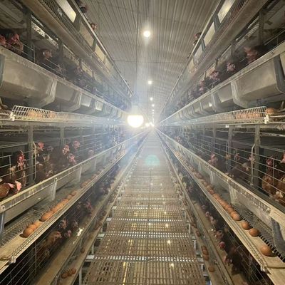 Geautomatiseerd H-type laag pluimveehouderij kooi systeem met voedingslijn