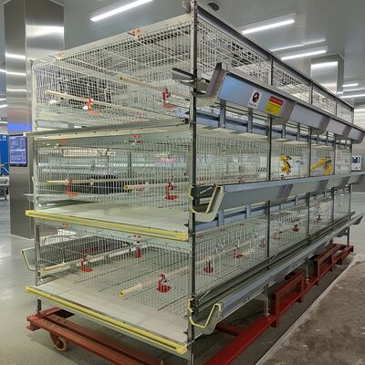 Full Automatic H-Type Layer Chicken Cage with Hot Dip Galvanized Drinkers and Feeders for Poultry Farm