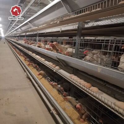 Kant-en-klaar H-type laagbatterijkooisysteem voor meer dan 50.000 vogels met thermisch verzinkt staal en volledige automatisering