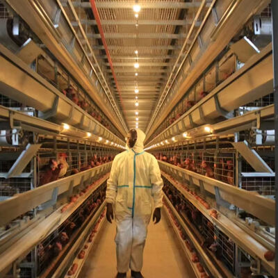 Volledig automatische legbatterijsysteem voor vleeskuikens van thermisch verzinkt staal met 3 of 4 niveaus voor pluimveehouderij