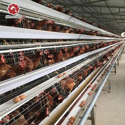 Kosteneffectieve drie-laagse A-type laagkooi met gegalvaniseerd staal en automatisch voedingssysteem voor pluimveehouderijen